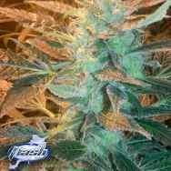 Flash Autoflowering Seeds Boss Marley Satellite SuperAuto